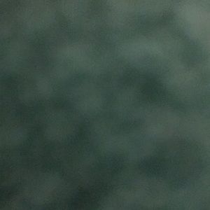 Meet your Posher, Bella